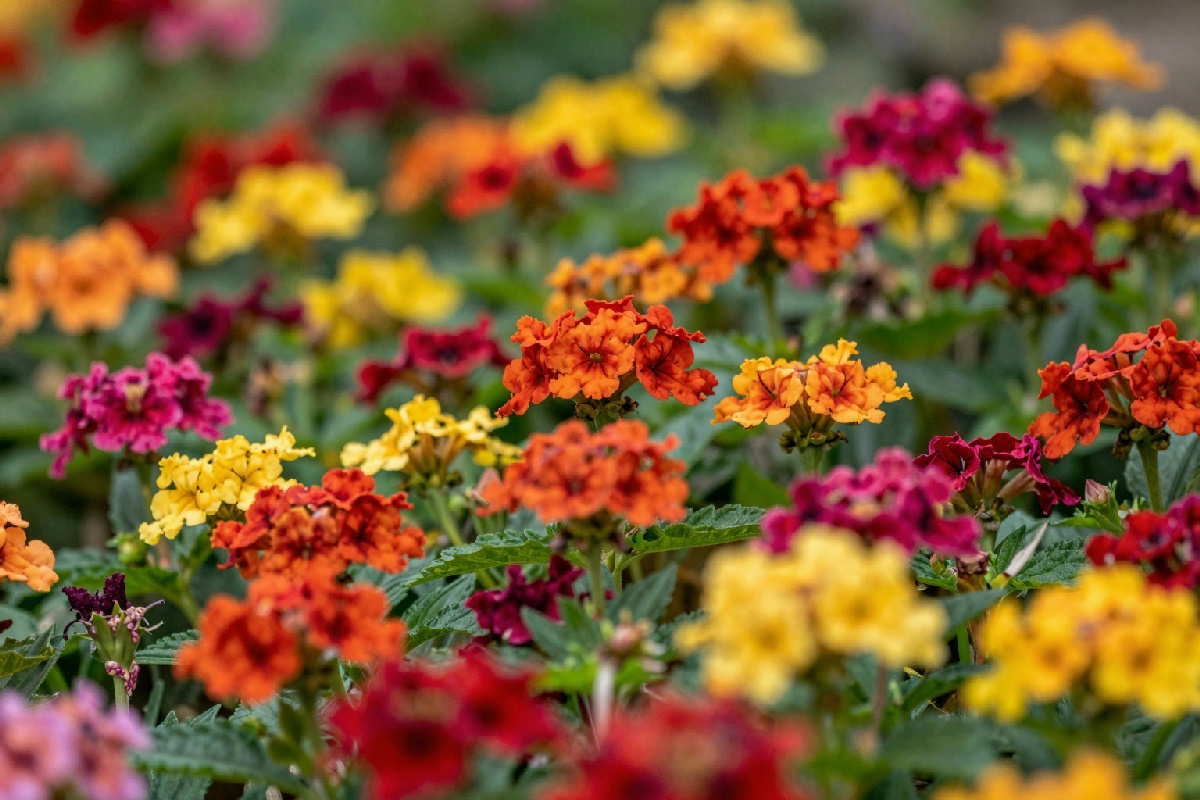 Porta il colore dell'anno di Pantone nel tuo giardino: 9 fiori da coltivare per un paradiso floreale