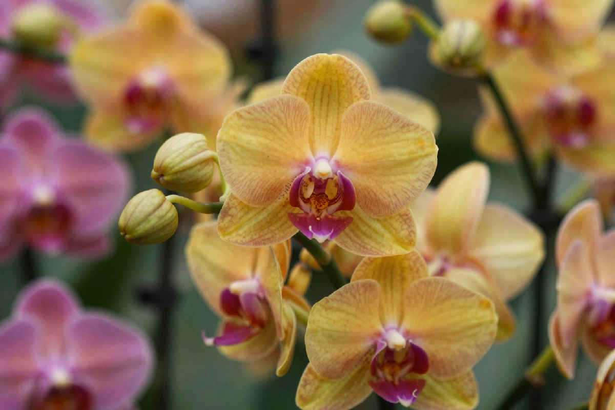 Svelare il mistero dell'orchidea: strategie infallibili per far sbocciare ogni bocciolo chiuso